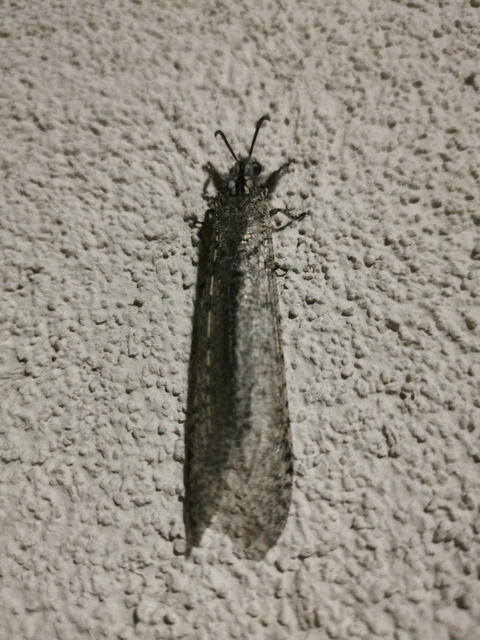 Acanthaclisis occitanica - pusztai hangyaleső