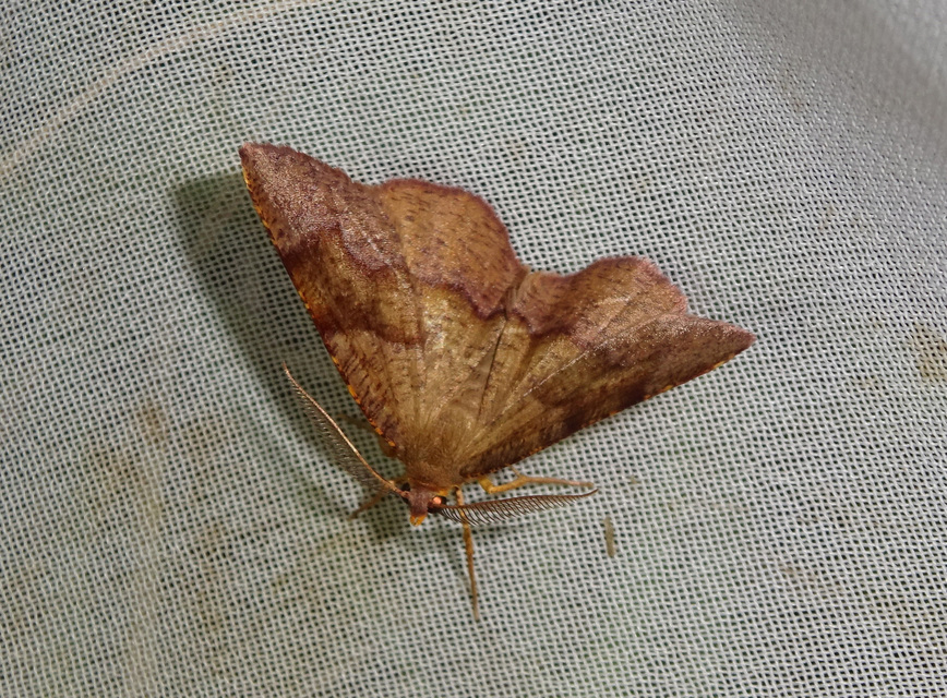 Plagodis pulveraria - szemcsés araszoló