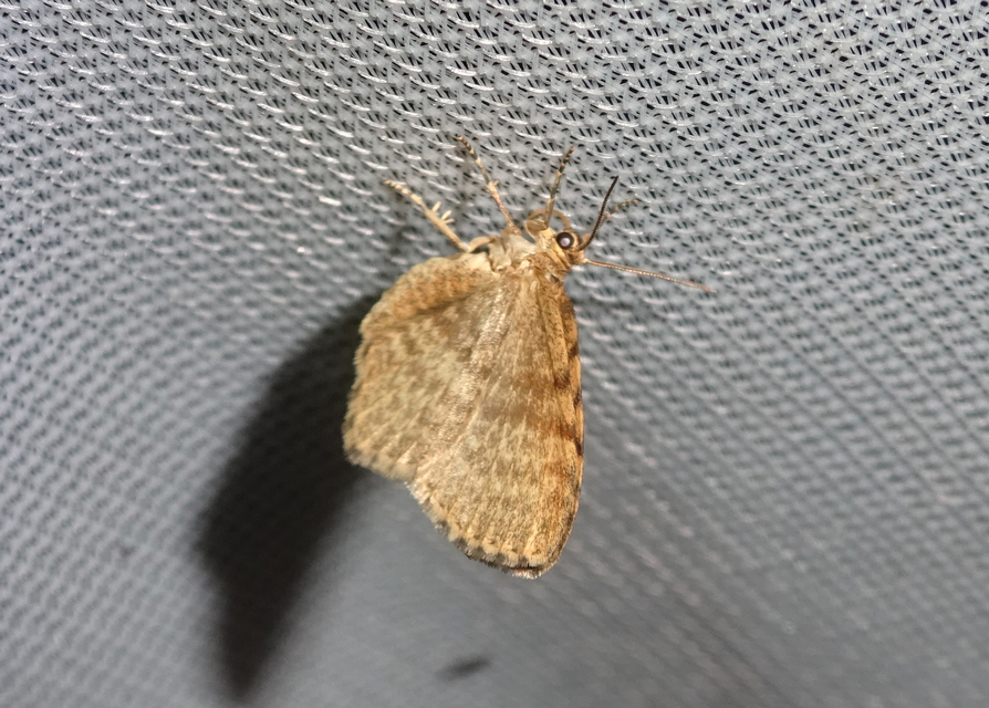Euchoeca nebulata - barnás égeraraszoló