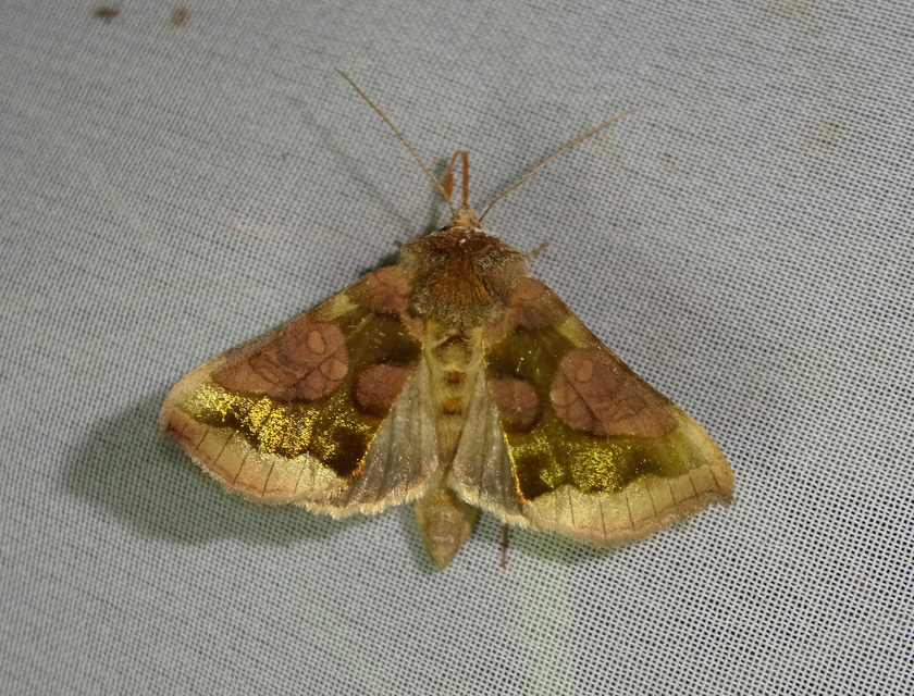 Diachrysia chrysitis - aranybagoly