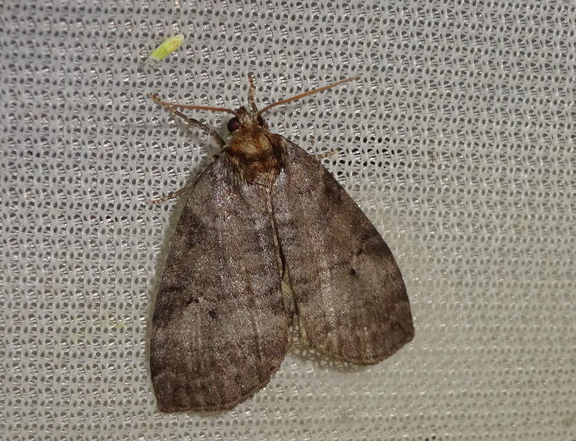 Ochropacha duplaris - égerlevél-pihésszövő