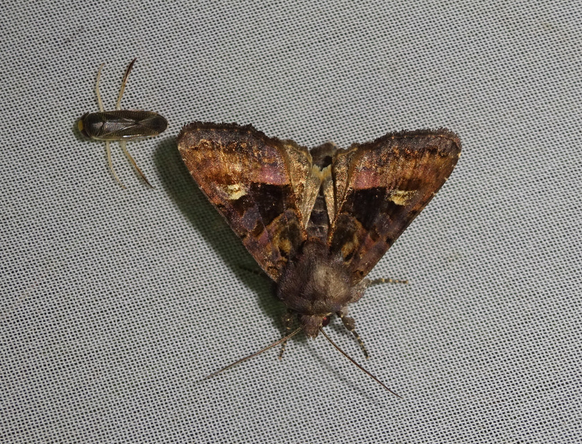 Euplexia lucipara - szeder-csipkésbagoly