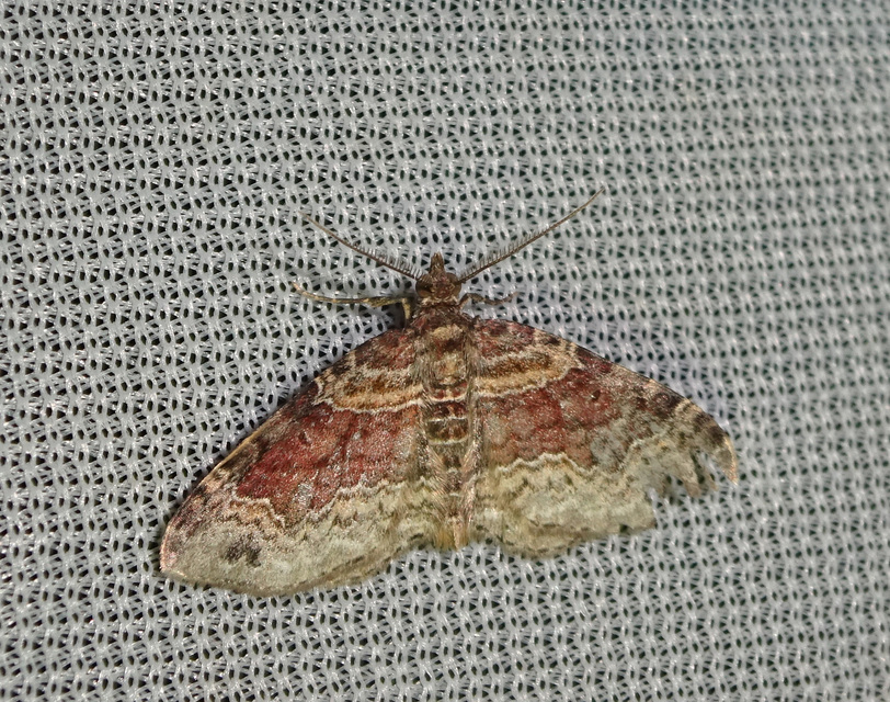 Xanthorhoe spadicearia - sávos tarkaaraszoló