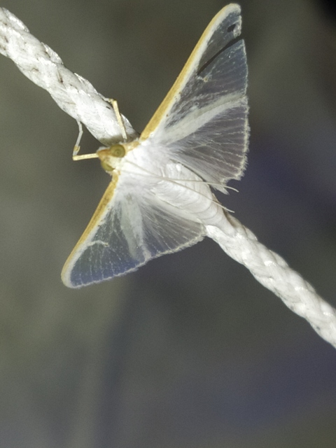 Palpita vitrealis - hófehér tűzmoly