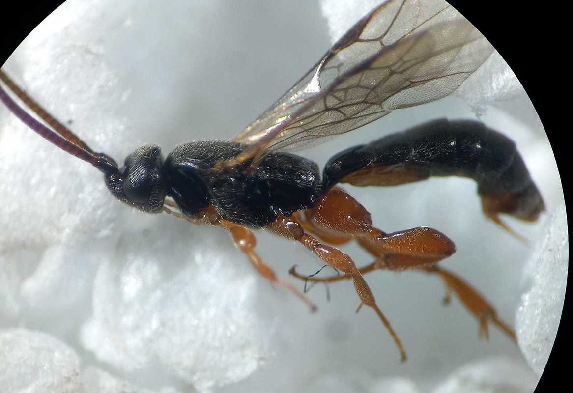 Hypsicera