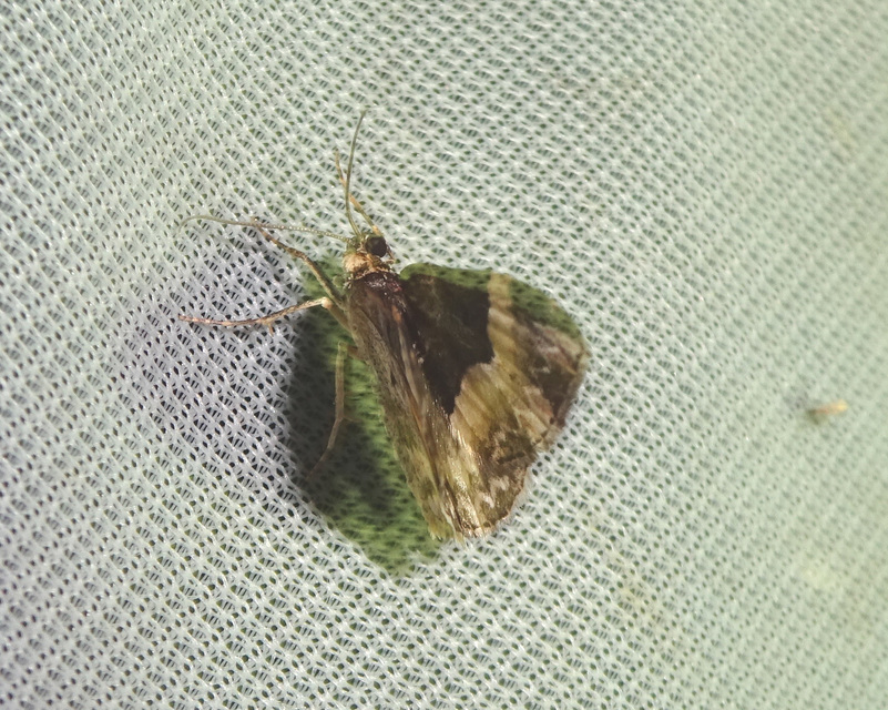 Euphyia unangulata - fogassávú tarkaaraszoló