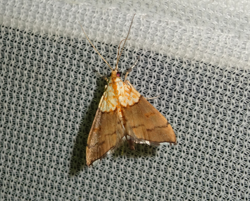 Agrotera nemoralis - ligeti tűzmoly