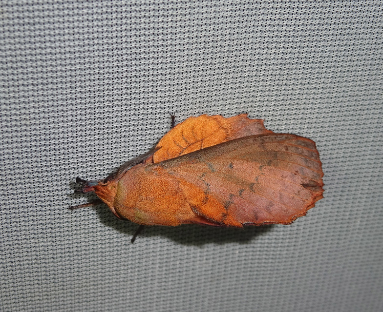 Gastropacha quercifolia - tölgylevélpohók