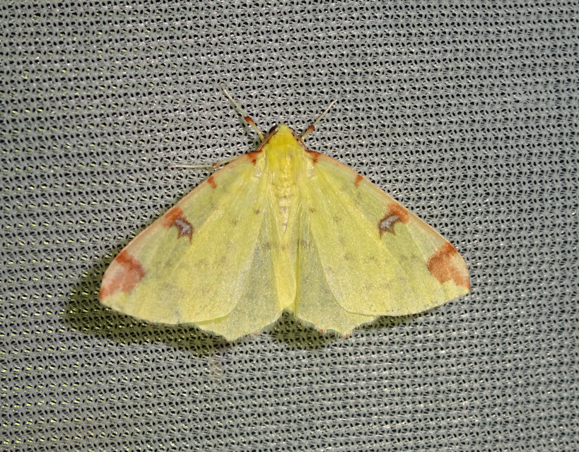 Opisthograptis luteolata - citromsárga araszoló