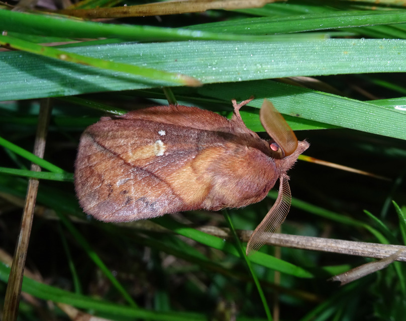 Euthrix potatoria - szomjas pohók