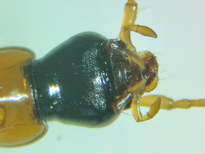 Demetrias monostigma - csupaszvállú nádfutó