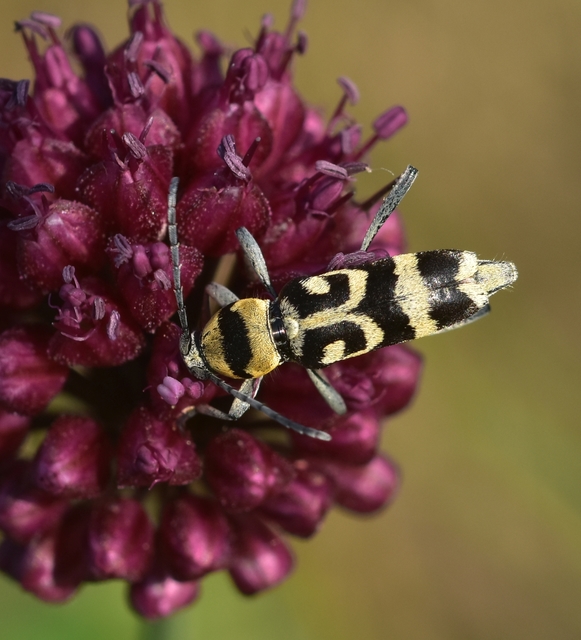 Chlorophorus varius - díszes darázscincér