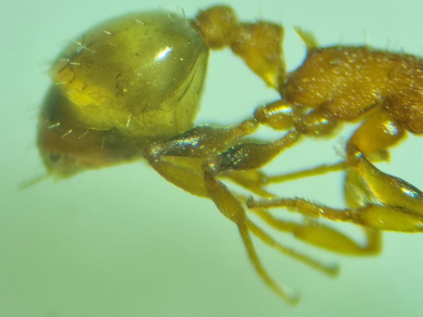 Temnothorax affinis - erdei kéreghangya