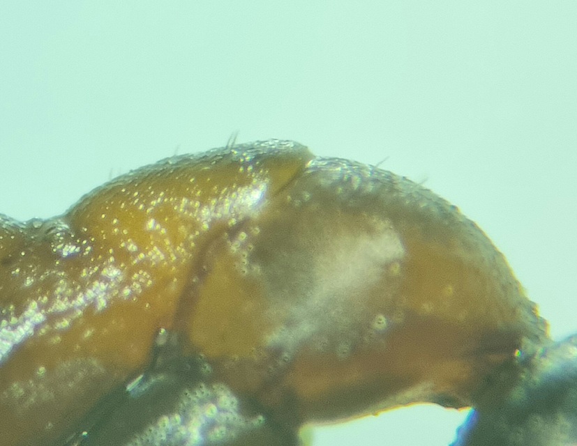 Formica cunicularia - gyakori rabszolgahangya