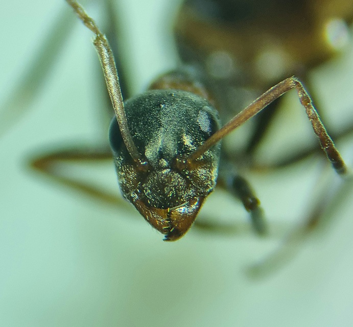 Formica cunicularia - gyakori rabszolgahangya
