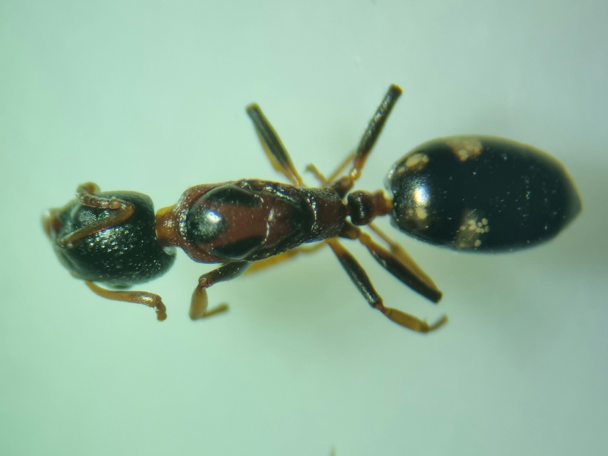 Dolichoderus quadripunctatus - négypettyes erdeihangya