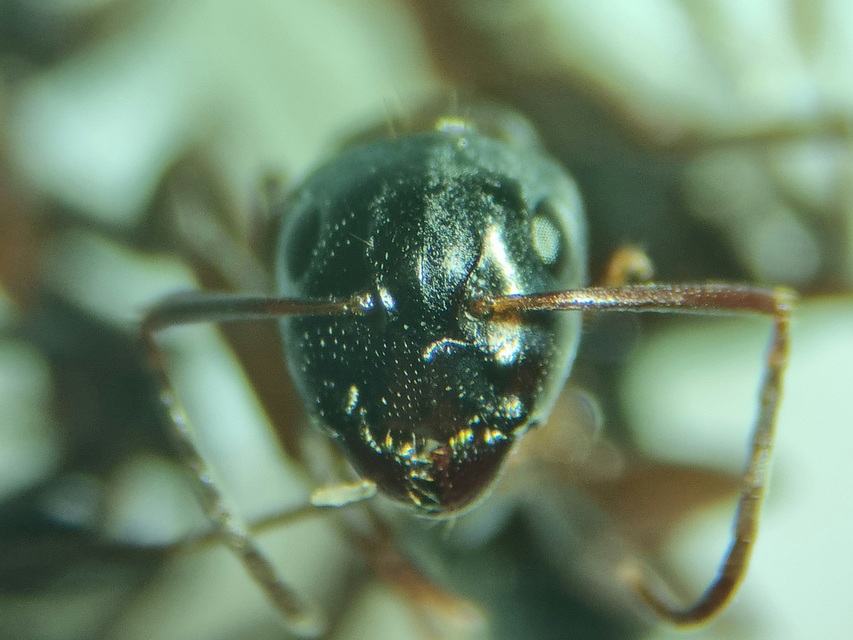 Camponotus fallax - ligeti lóhangya