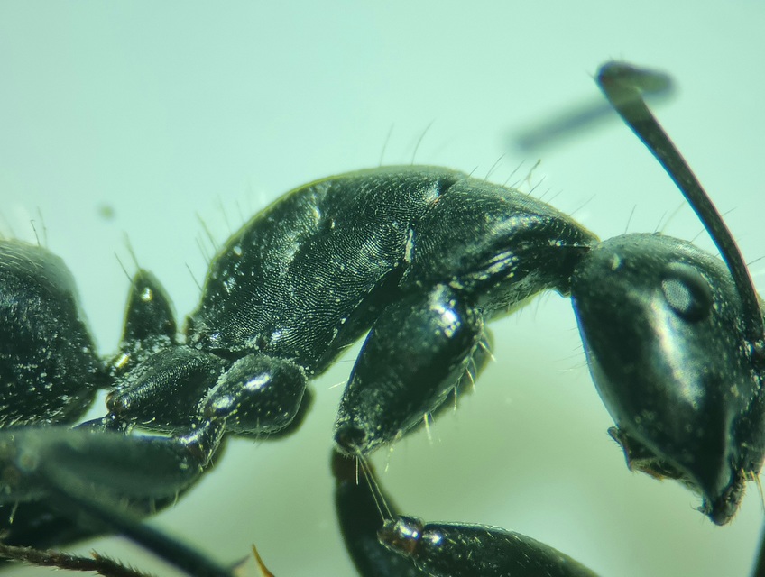 Camponotus aethiops - szőrös lóhangya