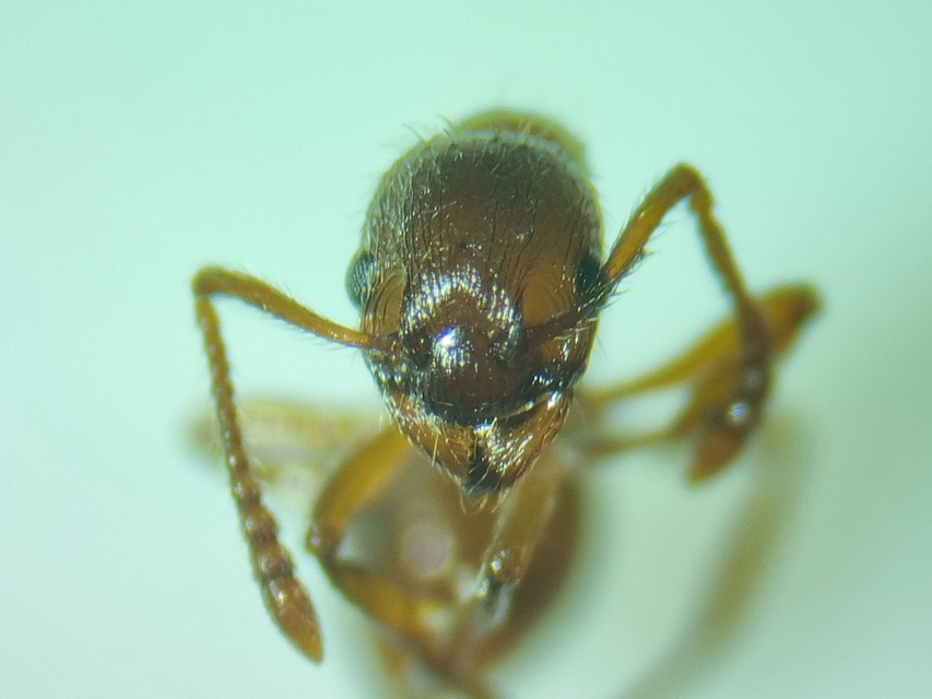 Myrmica rubra - közönséges bütyköshangya