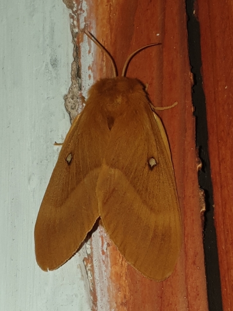 Lasiocampa quercus - tölgyfaszövő