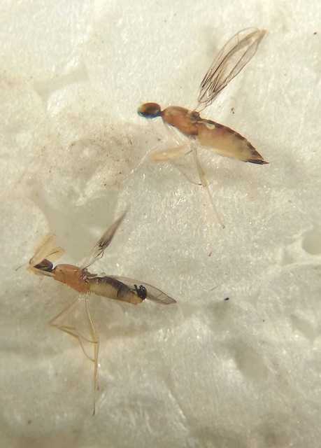 Hemerodromia