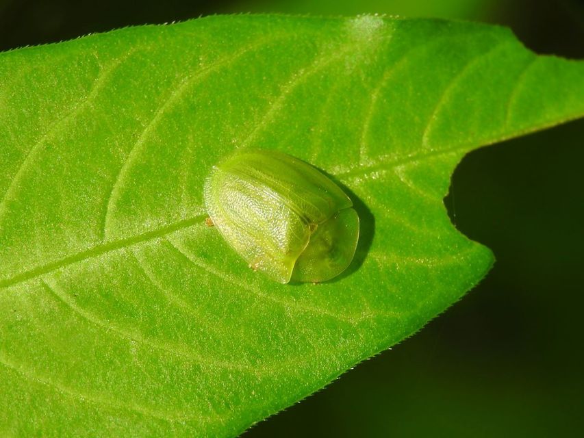 Cassida viridis - zöld pajzsbogár Cassida viridis - zöld pajzsbogár