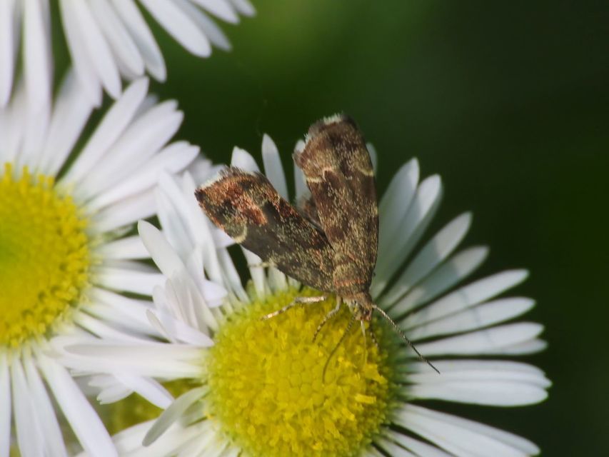 lápréti levélmoly - Anthophila fabriciana