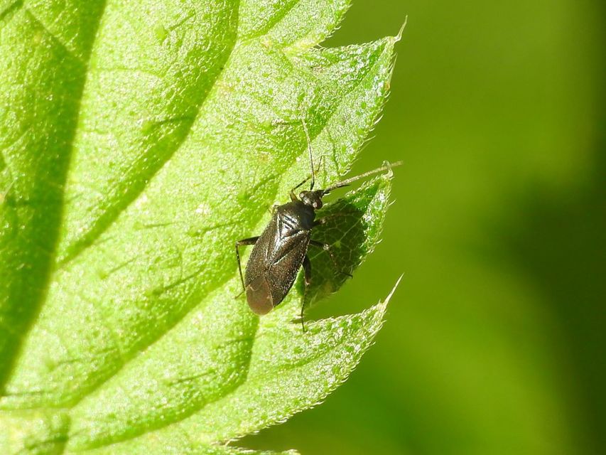 Plagiognathus arbustorum