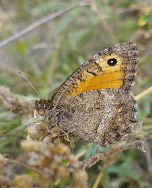 Arethusana arethusa - közönséges szemeslepke