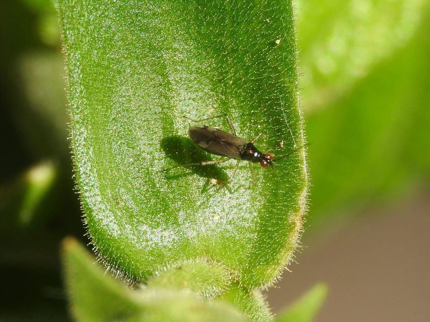 Dicyphus