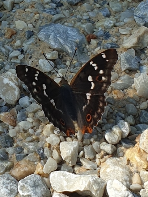 Apatura ilia - kis színjátszólepke