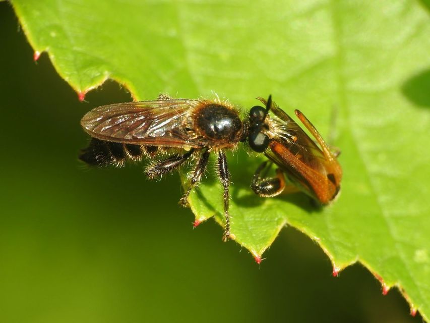 Choerades fuliginosa - barnásszárnyú rablólégy
