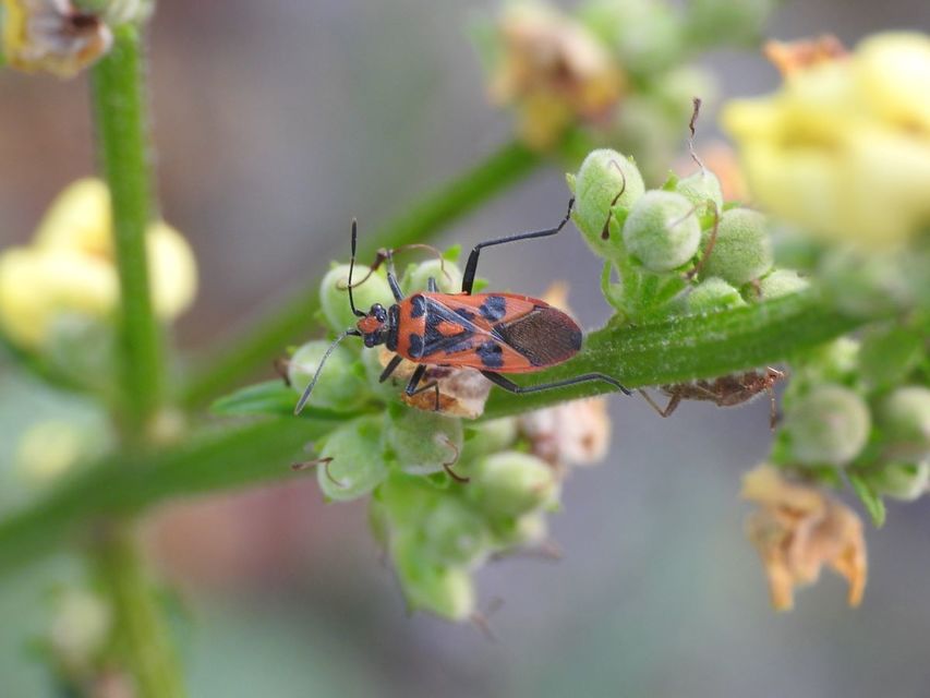 Corizus hyoscyami - piros karimáspoloska