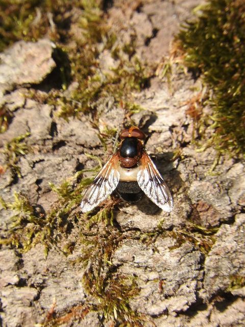 Volucella pellucens - üvegpotrohú pihelégy