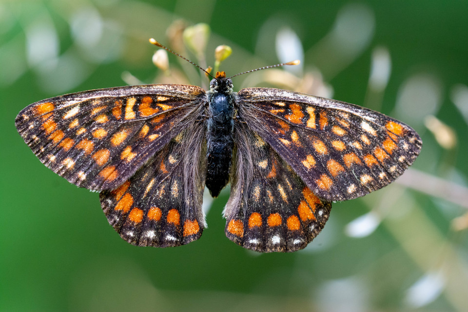 Euphydryas maturna - díszes tarkalepke