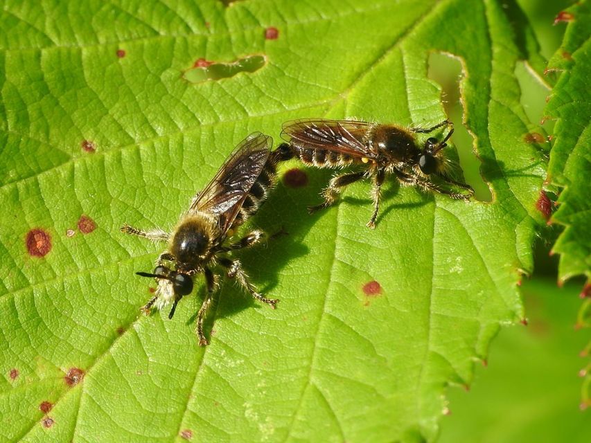 Choerades fuliginosa - barnásszárnyú rablólégy