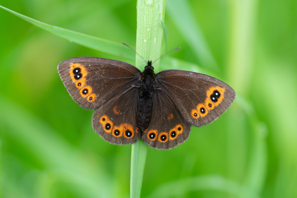 Erebia medusa - tavaszi szerecsenlepke