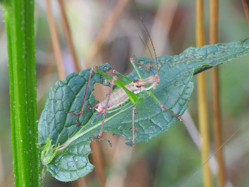 Leptophyes albovittata - közönséges virágszöcske