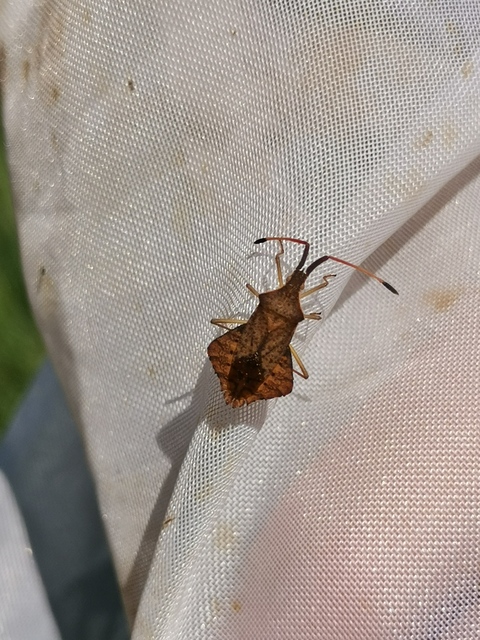 Syromastus rhombeus - vitorlás karimáspoloska