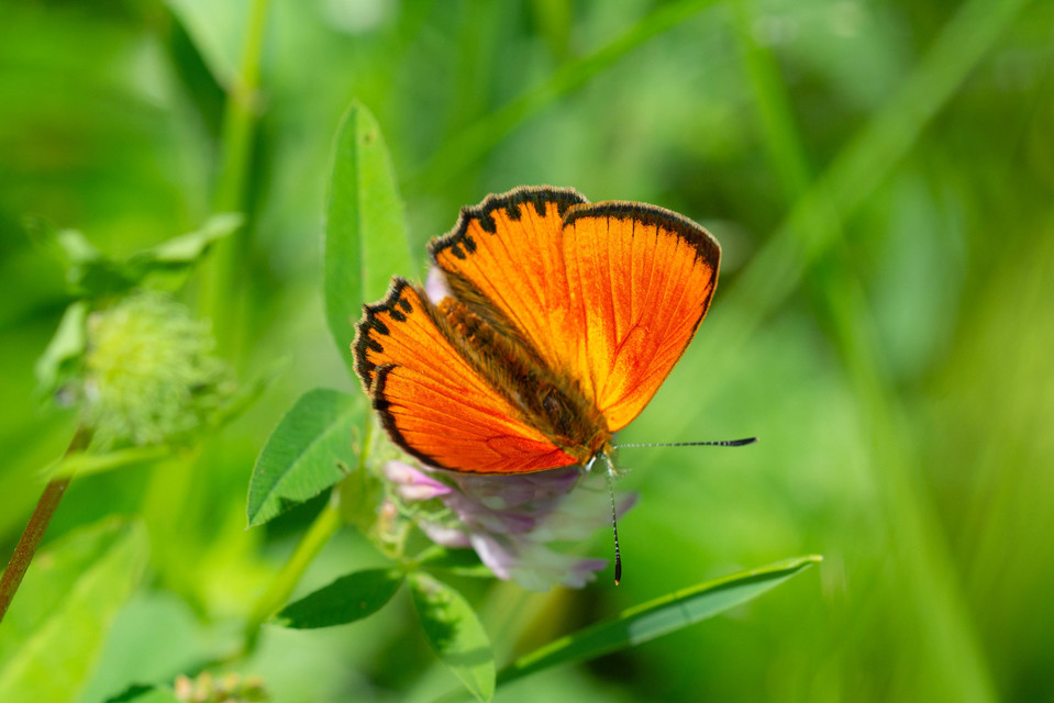 Lycaena virgaureae - arany-tűzlepke