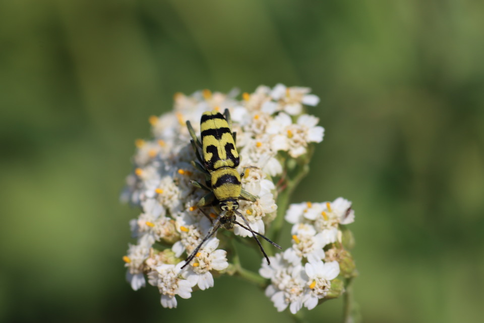 Chlorophorus varius - díszes darázscincér