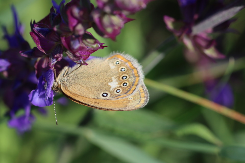 Coenonympha glycerion - közönséges szénalepke