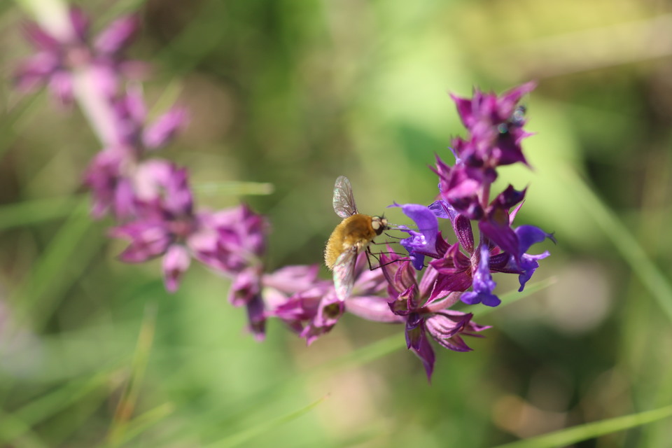 Bombyliidae - pöszörlégyfélék