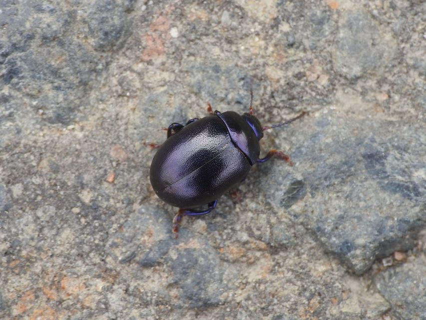 Chrysolina sturmi - vöröslábú levelész