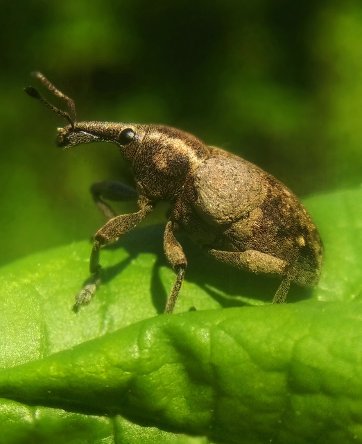 Lepyrus