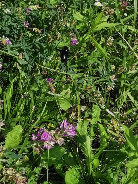 Xylocopa