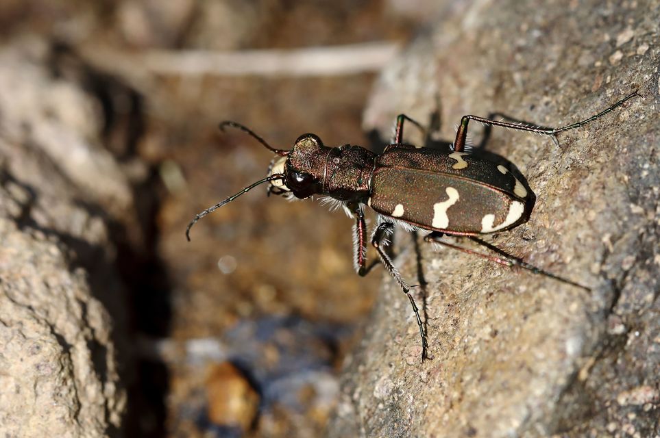 Cicindela sylvicola - erdei homokfutrinka