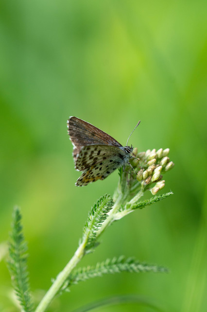 Scolitantides orion - szemes boglárka