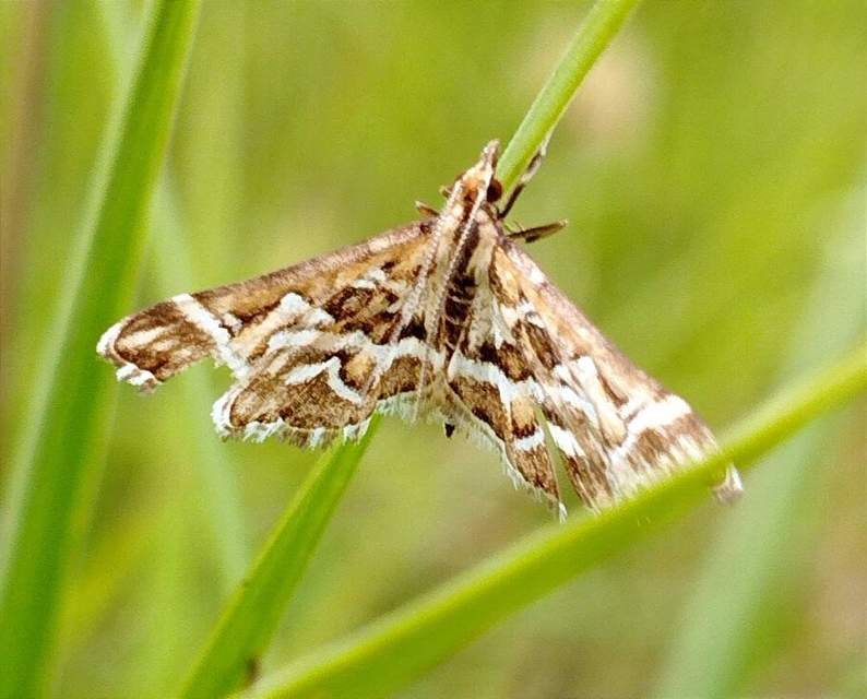 Diasemia reticularis - betűmintás tűzmoly