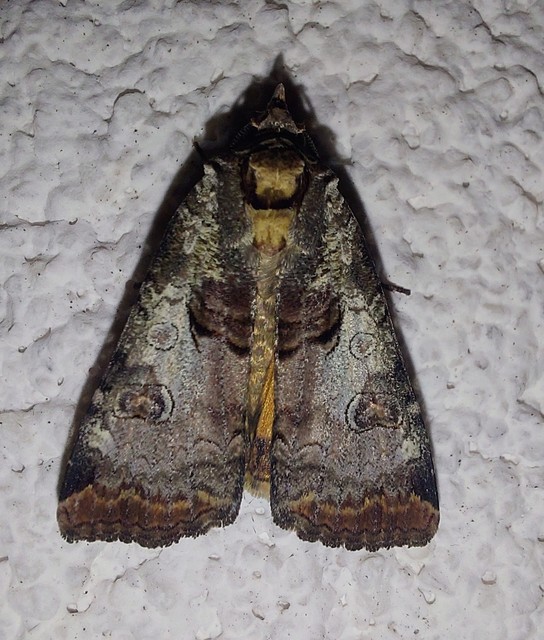 Epilecta linogrisea - karcsú sárgafűbagoly